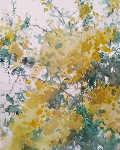 Мимоза. . © Точин Алексей.